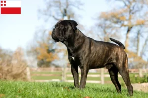 Mehr über den Artikel erfahren Cane Corso Italiano Züchter und Welpen in Utrecht