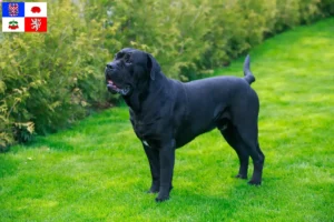 Mehr über den Artikel erfahren Cane Corso Italiano Züchter und Welpen in Vysočina