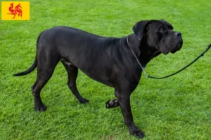 Mehr über den Artikel erfahren Cane Corso Italiano Züchter und Welpen in Wallonische Region