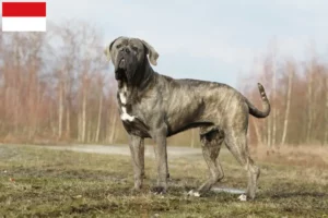 Mehr über den Artikel erfahren Cane Corso Italiano Züchter und Welpen in Wien