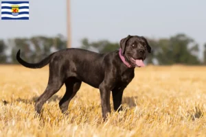 Mehr über den Artikel erfahren Cane Corso Italiano Züchter und Welpen in Zeeland