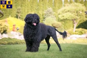 Mehr über den Artikel erfahren Cão de Agua português Züchter und Welpen in Zlín