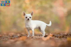 Mehr über den Artikel erfahren Chihuahua Züchter und Welpen in Bourgogne-Franche-Comté