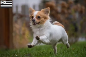 Mehr über den Artikel erfahren Chihuahua Züchter und Welpen in der Bretagne