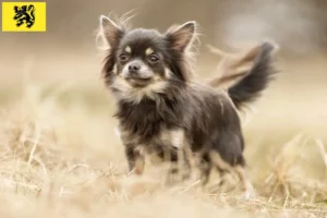 Mehr über den Artikel erfahren Chihuahua Züchter und Welpen in Flandern