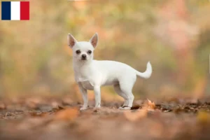 Mehr über den Artikel erfahren Chihuahua Züchter und Welpen in Guadeloupe