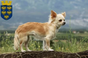 Mehr über den Artikel erfahren Chihuahua Züchter und Welpen in Niederösterreich