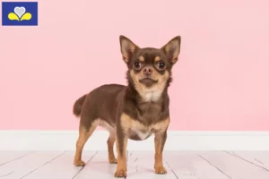 Mehr über den Artikel erfahren Chihuahua Züchter und Welpen in Region Brüssel-Hauptstadt