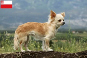 Mehr über den Artikel erfahren Chihuahua Züchter und Welpen in Utrecht