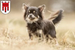 Mehr über den Artikel erfahren Chihuahua Züchter und Welpen in Vorarlberg