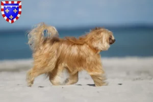 Mehr über den Artikel erfahren Chinese Crested Dog Züchter und Welpen in Centre-Val de Loire