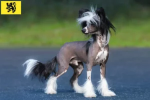 Mehr über den Artikel erfahren Chinese Crested Dog Züchter und Welpen in Flandern