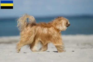 Mehr über den Artikel erfahren Chinese Crested Dog Züchter und Welpen in Gelderland