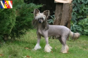 Mehr über den Artikel erfahren Chinese Crested Dog Züchter und Welpen in Grand Est