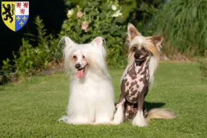 Mehr über den Artikel erfahren Chinese Crested Dog Züchter und Welpen in Hauts-de-France