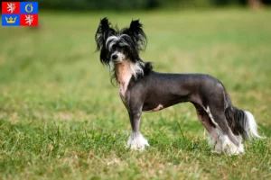 Mehr über den Artikel erfahren Chinese Crested Dog Züchter und Welpen in Hradec Králové