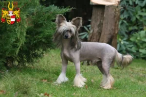 Mehr über den Artikel erfahren Chinese Crested Dog Züchter und Welpen in Kärnten