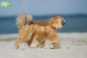 Mehr über den Artikel erfahren Chinese Crested Dog Züchter und Welpen in Midtjylland