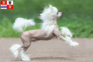 Mehr über den Artikel erfahren Chinese Crested Dog Züchter und Welpen in Mittelböhmen