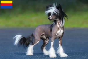 Mehr über den Artikel erfahren Chinese Crested Dog Züchter und Welpen in Nordholland