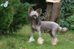 Mehr über den Artikel erfahren Chinese Crested Dog Züchter und Welpen in Nordjylland