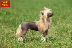 Mehr über den Artikel erfahren Chinese Crested Dog Züchter und Welpen in der Normandie