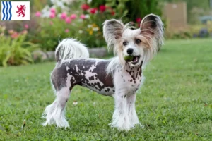 Mehr über den Artikel erfahren Chinese Crested Dog Züchter und Welpen in Nouvelle-Aquitaine