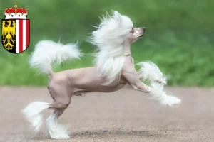 Mehr über den Artikel erfahren Chinese Crested Dog Züchter und Welpen in Oberösterreich