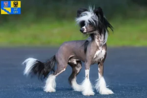 Mehr über den Artikel erfahren Chinese Crested Dog Züchter und Welpen in Olmütz