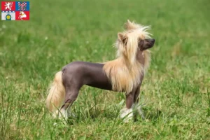 Mehr über den Artikel erfahren Chinese Crested Dog Züchter und Welpen in Pardubice