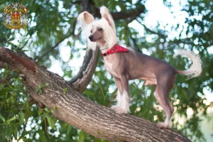 Mehr über den Artikel erfahren Chinese Crested Dog Züchter und Welpen in Prag