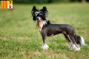 Mehr über den Artikel erfahren Chinese Crested Dog Züchter und Welpen in der Provence-Alpes-Côte d’Azur