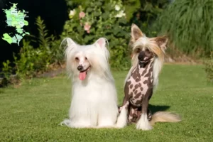 Mehr über den Artikel erfahren Chinese Crested Dog Züchter und Welpen in Sjælland