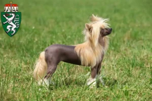 Mehr über den Artikel erfahren Chinese Crested Dog Züchter und Welpen in der Steiermark