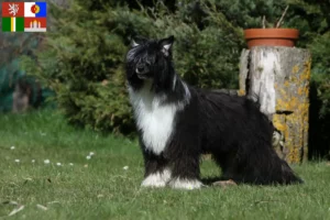 Mehr über den Artikel erfahren Chinese Crested Dog Züchter und Welpen in Südböhmen