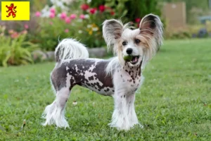 Mehr über den Artikel erfahren Chinese Crested Dog Züchter und Welpen in Südholland