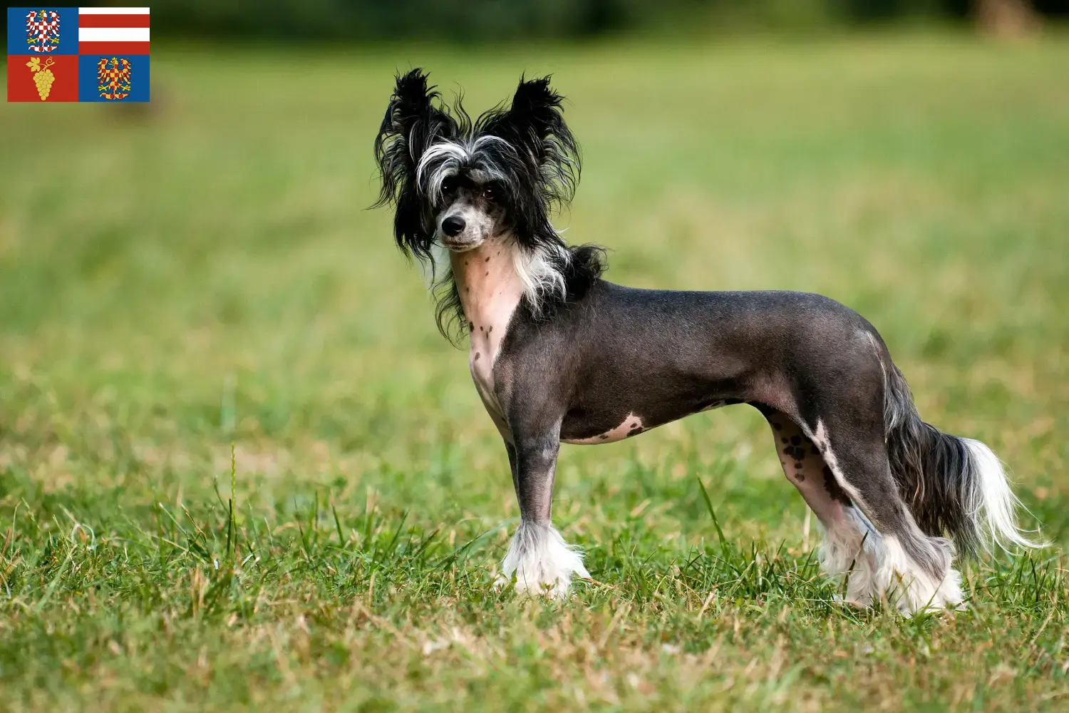 Chinese Crested Dog Züchter und Welpen in Südmähren - DogWeb.de