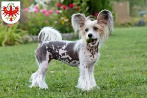 Mehr über den Artikel erfahren Chinese Crested Dog Züchter und Welpen in Tirol