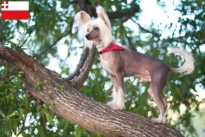 Mehr über den Artikel erfahren Chinese Crested Dog Züchter und Welpen in Utrecht