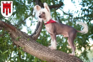 Mehr über den Artikel erfahren Chinese Crested Dog Züchter und Welpen in Vorarlberg