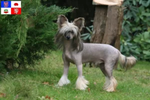 Mehr über den Artikel erfahren Chinese Crested Dog Züchter und Welpen in Vysočina