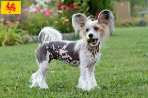 Mehr über den Artikel erfahren Chinese Crested Dog Züchter und Welpen in Wallonische Region