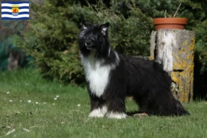 Mehr über den Artikel erfahren Chinese Crested Dog Züchter und Welpen in Zeeland