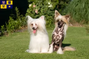 Mehr über den Artikel erfahren Chinese Crested Dog Züchter und Welpen in Zlín