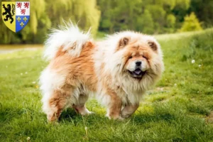 Mehr über den Artikel erfahren Chow-Chow Züchter und Welpen in Hauts-de-France