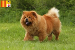 Mehr über den Artikel erfahren Chow-Chow Züchter und Welpen in der Provence-Alpes-Côte d’Azur