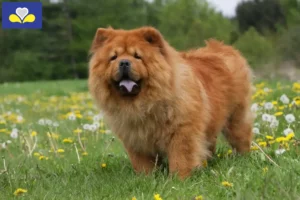 Mehr über den Artikel erfahren Chow-Chow Züchter und Welpen in Region Brüssel-Hauptstadt