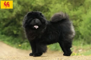 Mehr über den Artikel erfahren Chow-Chow Züchter und Welpen in Wallonische Region