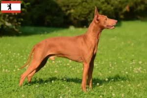 Mehr über den Artikel erfahren Cirneco dell´ Etna Züchter und Welpen in Berlin