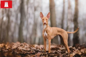 Mehr über den Artikel erfahren Cirneco dell´ Etna Züchter und Welpen in Hamburg